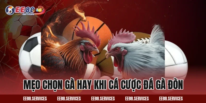 Mẹo chọn gà hay khi cá cược Đá Gà Đòn